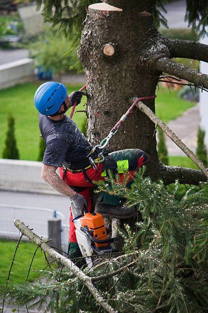 Seaside Park, NJ  Tree Services Company